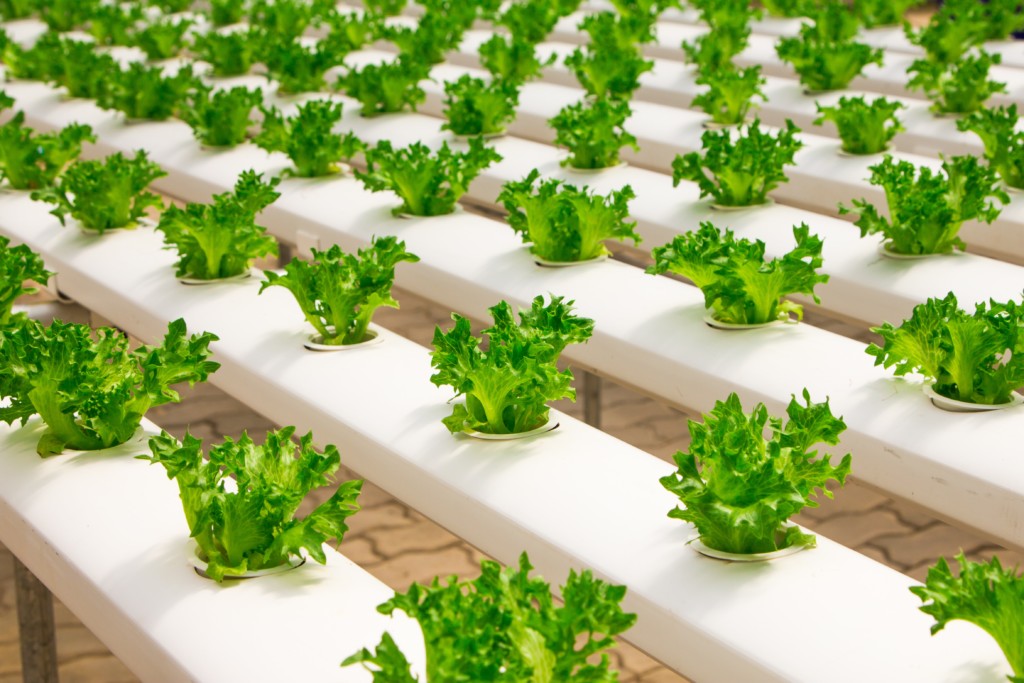 6 Types of Hydroponic Systems Explained - Sensorex