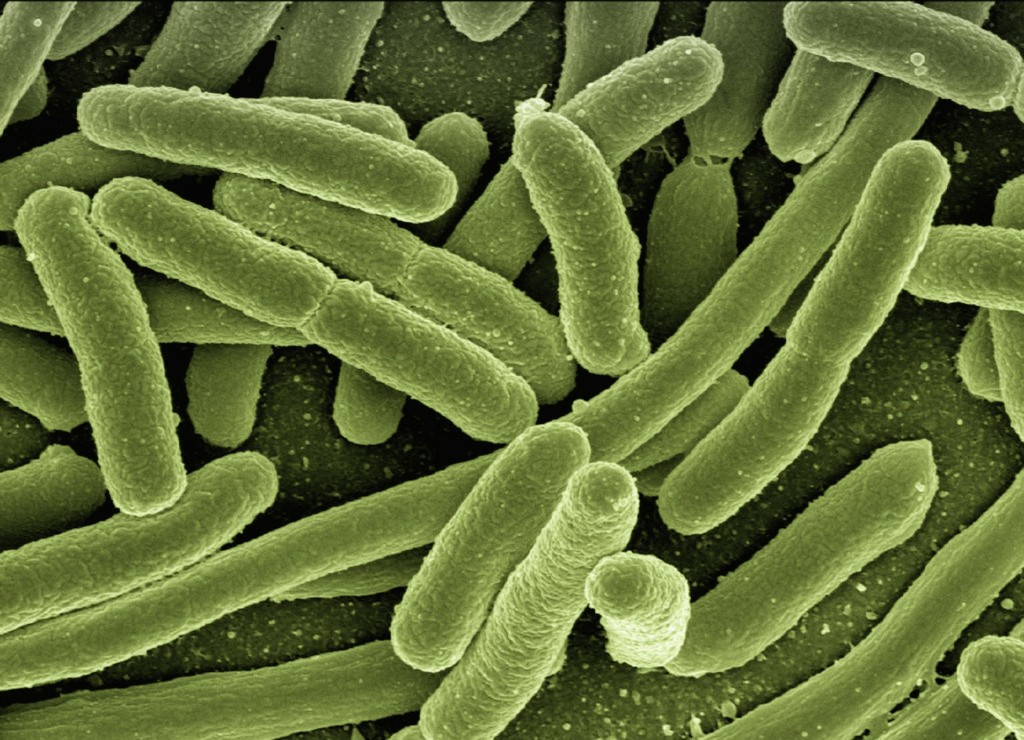 koli bacteria in closeup
