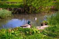  canard à bec animal sur un étang à côté de l'herbe 