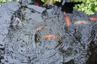 pesci rossi rompere la superficie dell'acqua