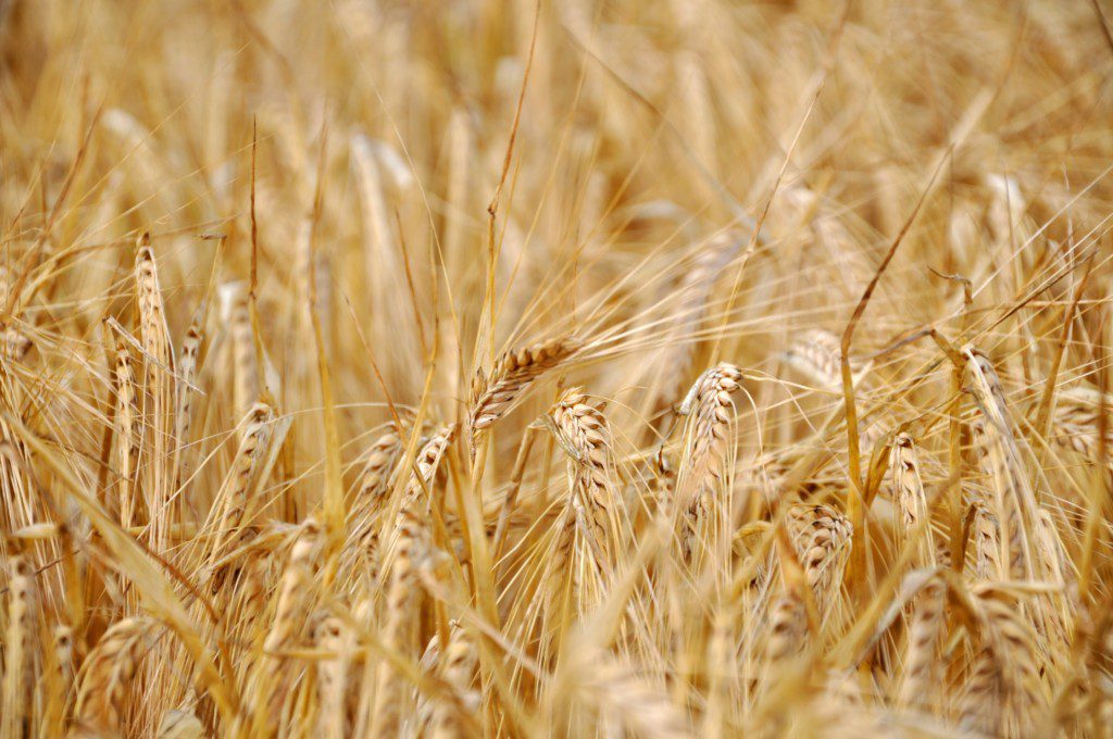golden barley in wild