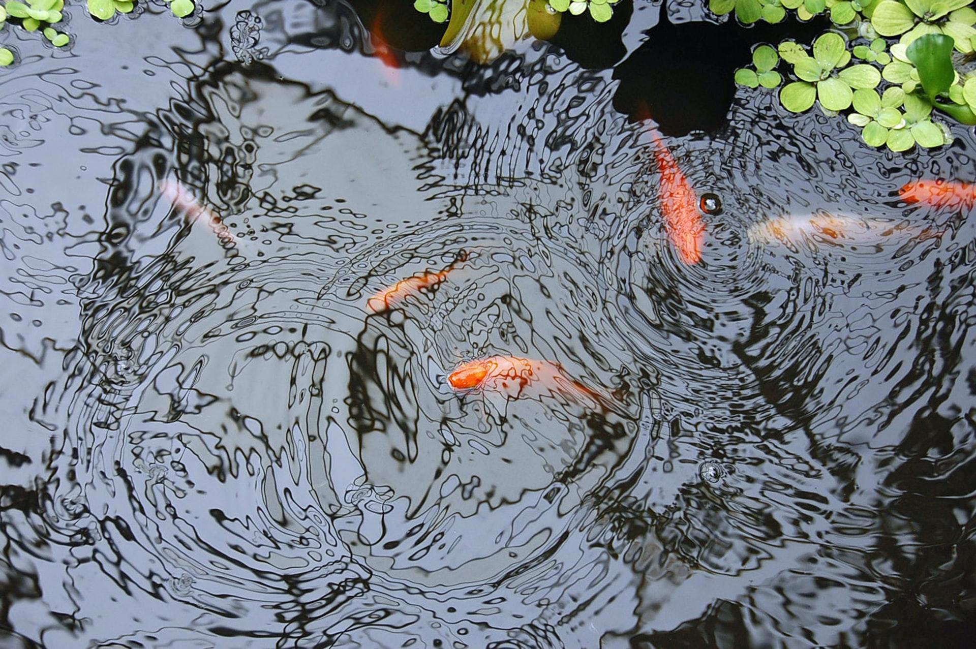 goldfish breaking the water surface