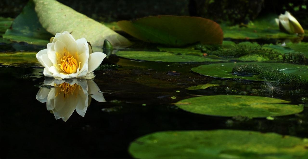 white flower on pond next to leaf