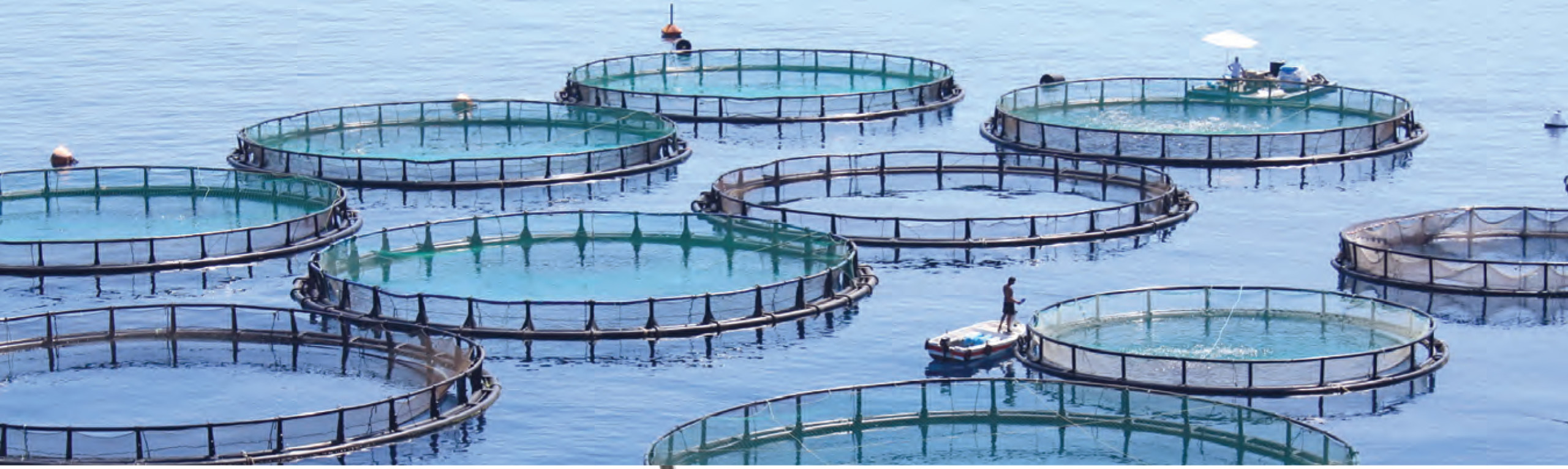understanding aquaculture