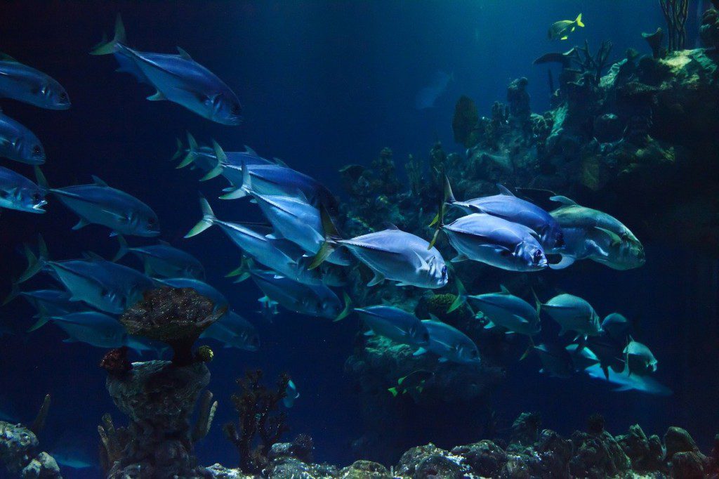 fish aquaculture