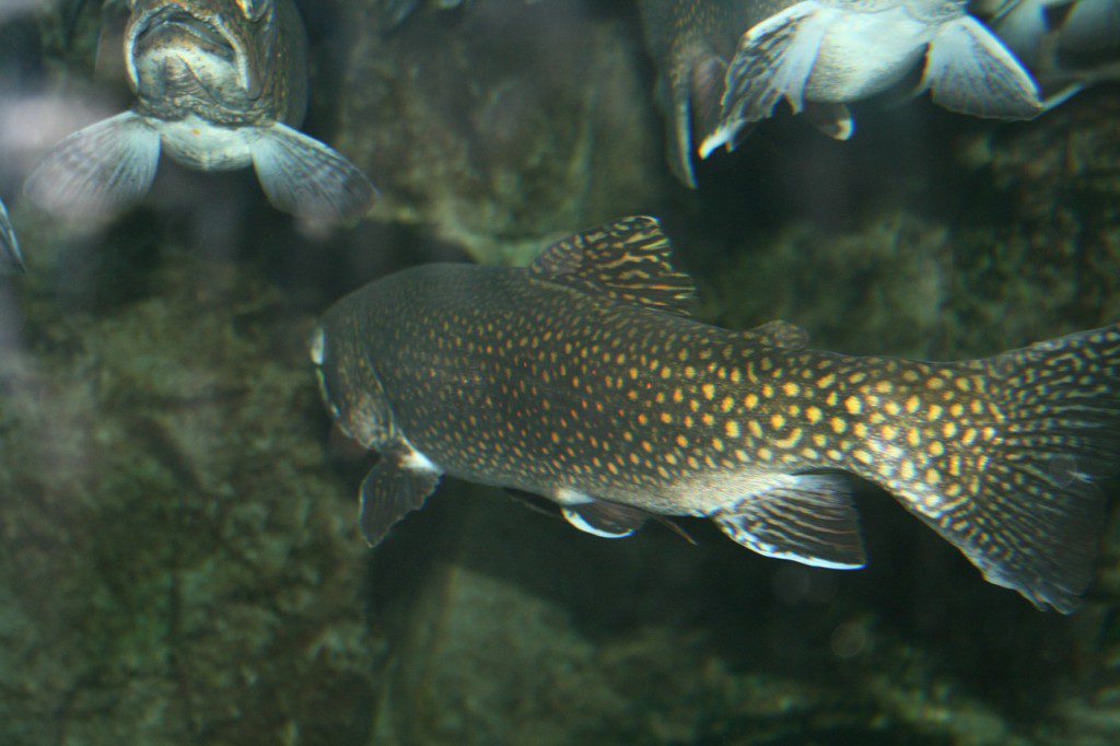 aquaculture fish