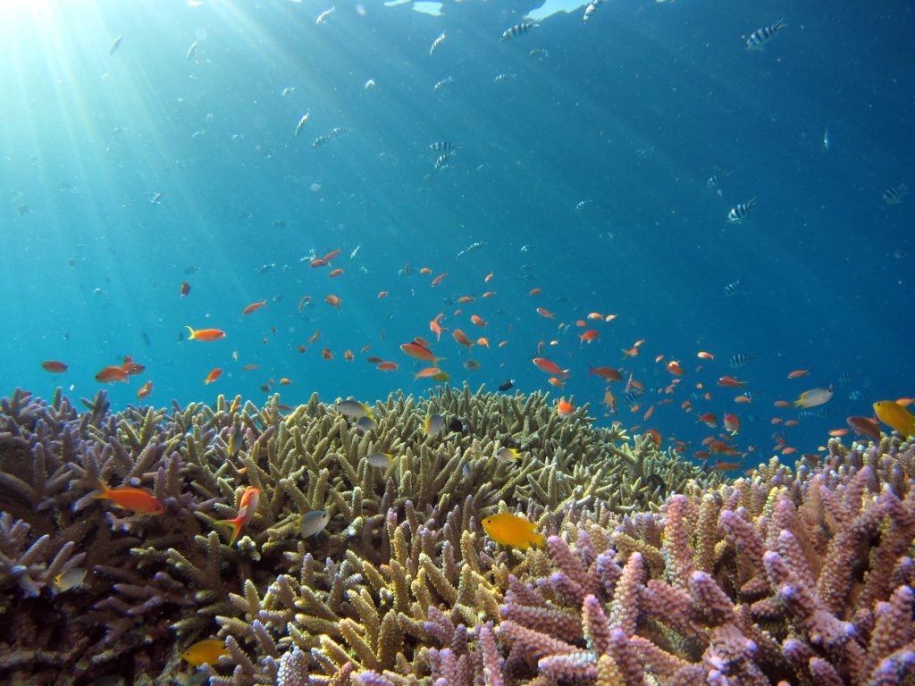 Ocean fish around coral